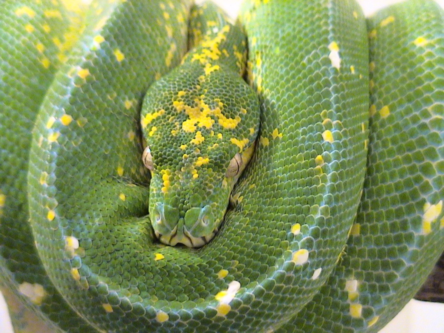Green tree python coiled with its head resting in the centre