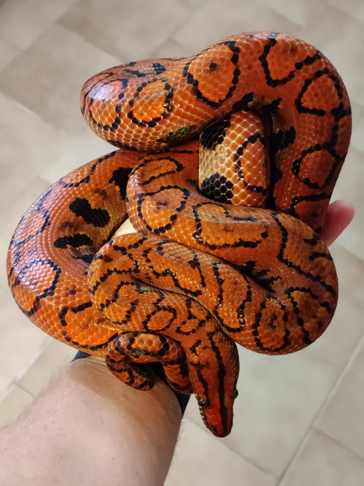 Rainbow boa held on a keeper's arm