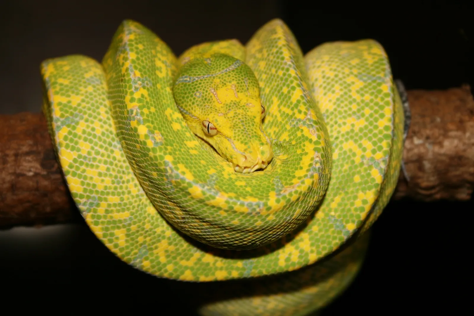 Green tree python coiled on a branch