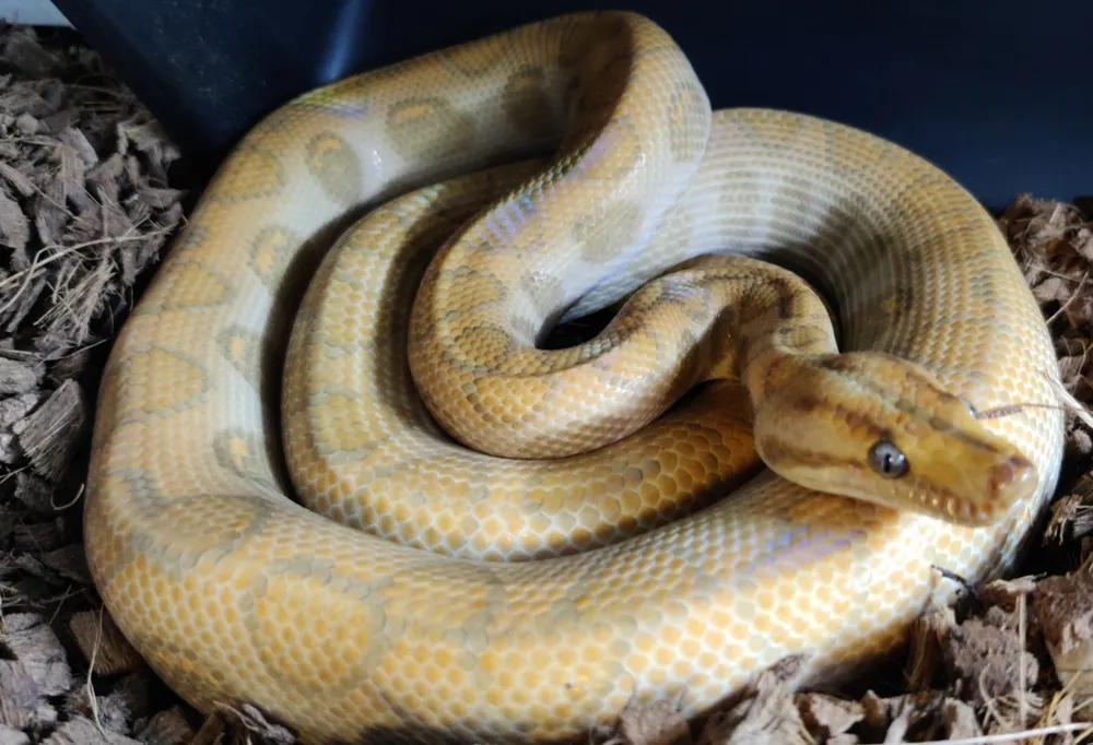 Pale rainbow boa resting coiled on substrate