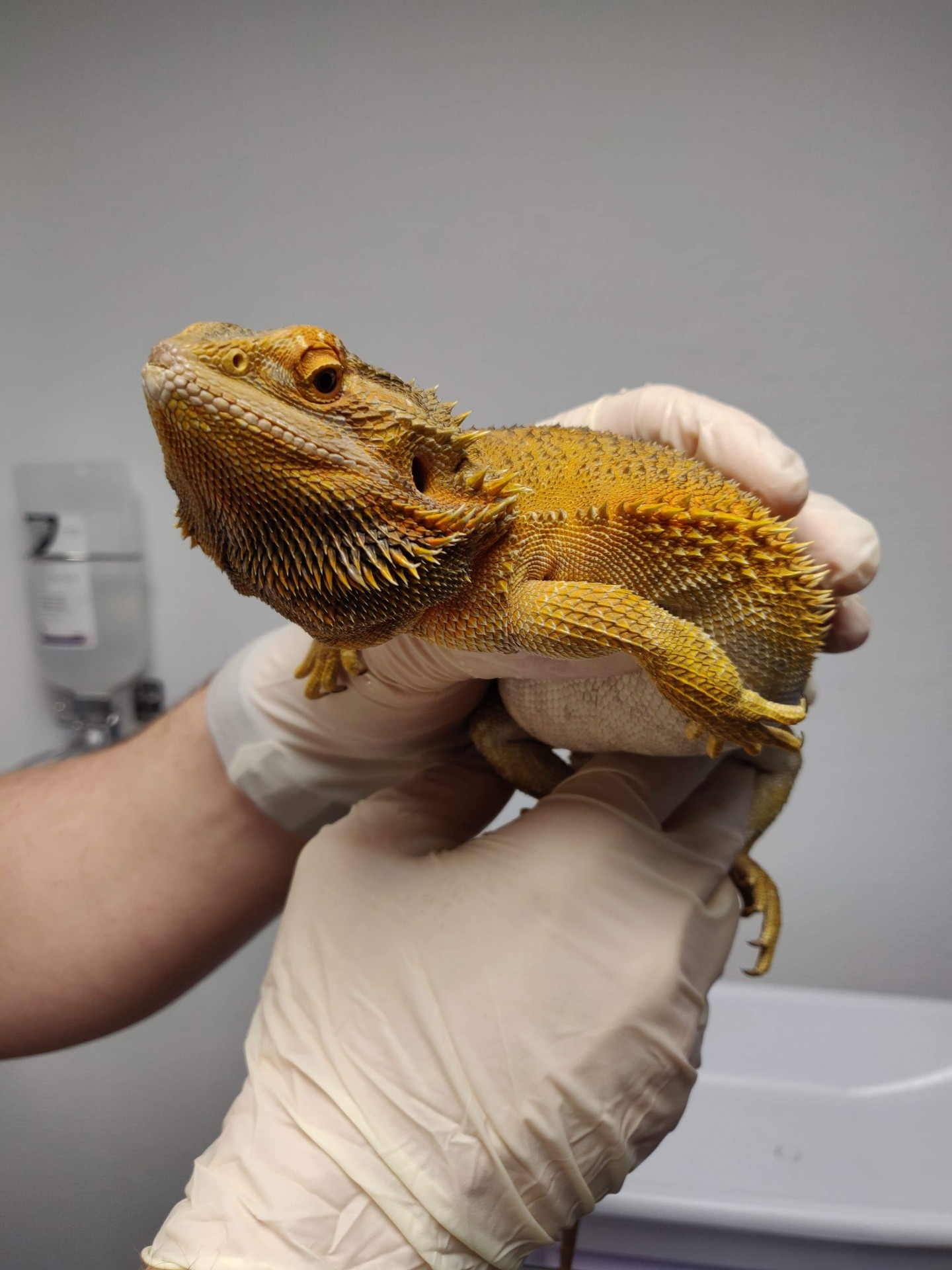 Bearded dragon held in gloved hands during a veterinary examination