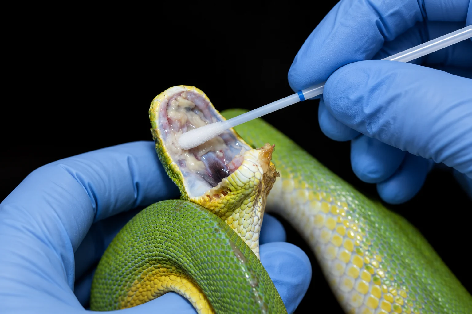 Professional oral swab sampling of a green tree python using sterile equipment and medical gloves